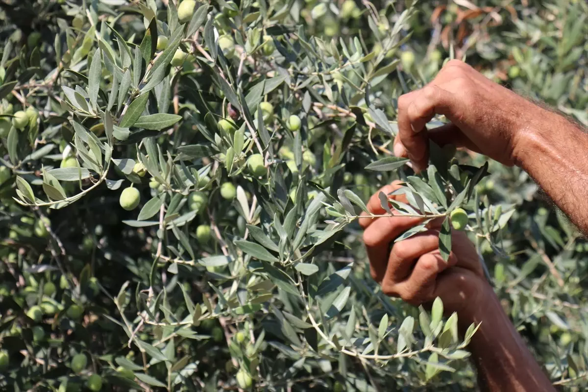 Erdemli\'de Zeytin Hasadı Başladı