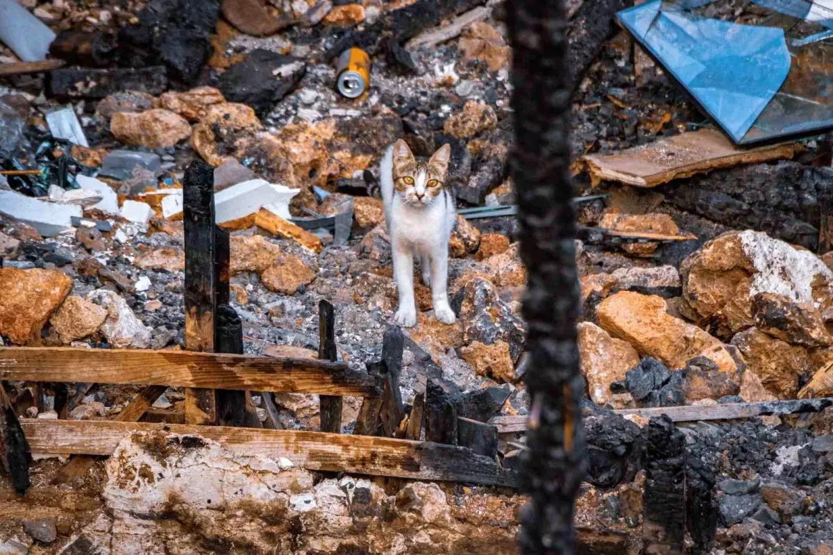 Anne Kedi, Yavru Kediyi Sahiplendi