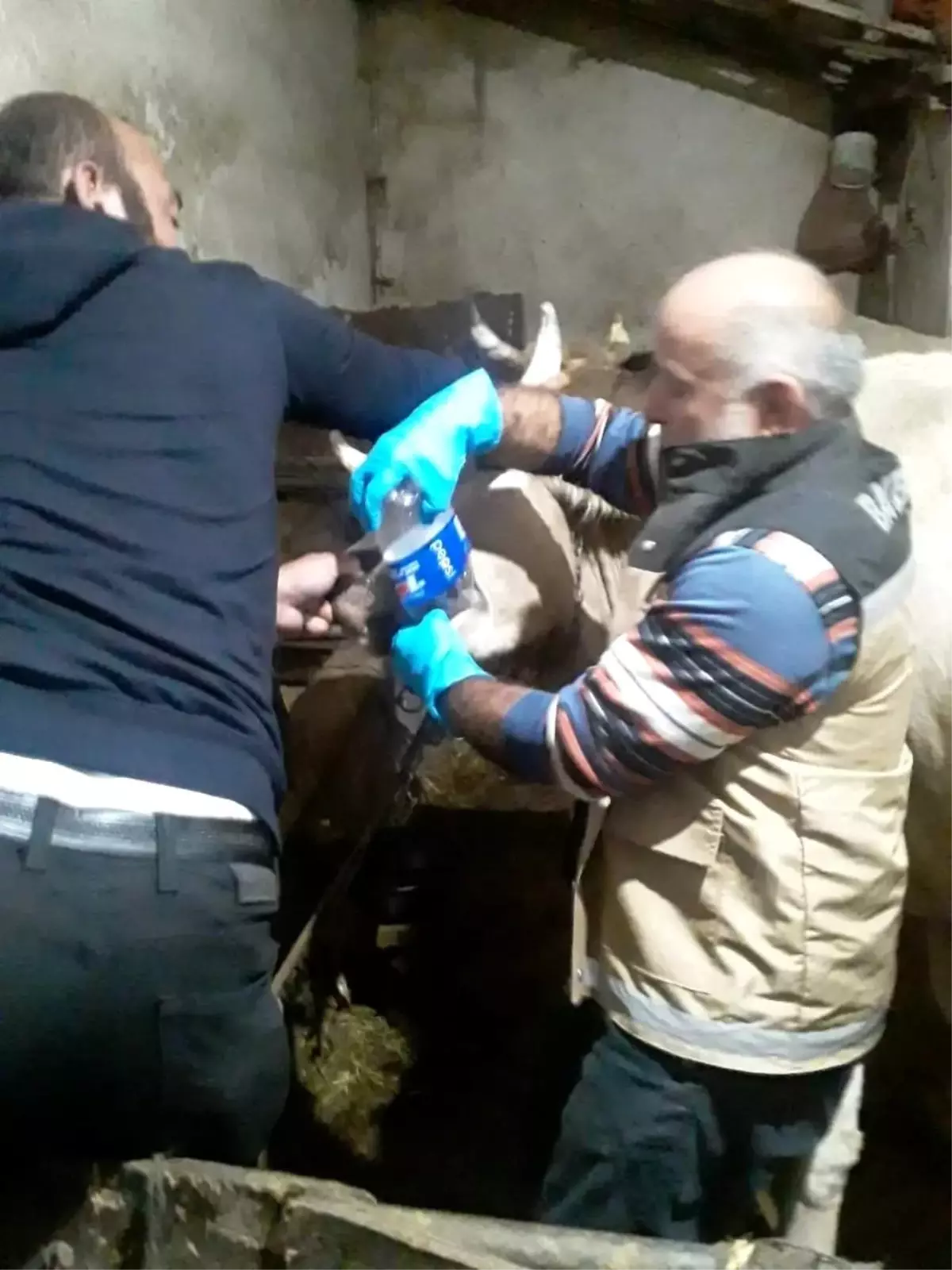 Çobanın ölümü sonucu şişen 150 hayvana tedavi başlatıldı