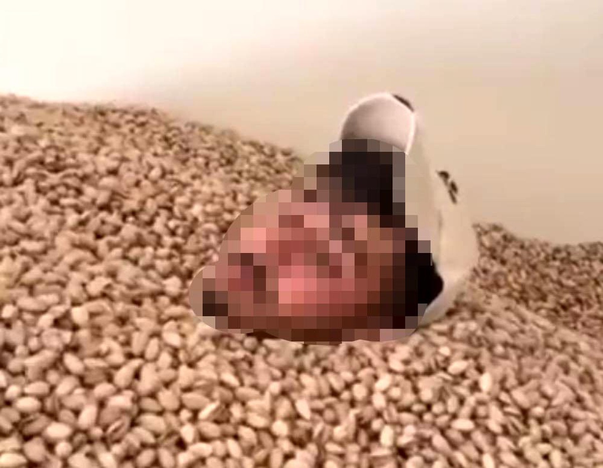 Siirt\'te Fıstık Deposunda Yüzen Kişiye İdari Para Cezası