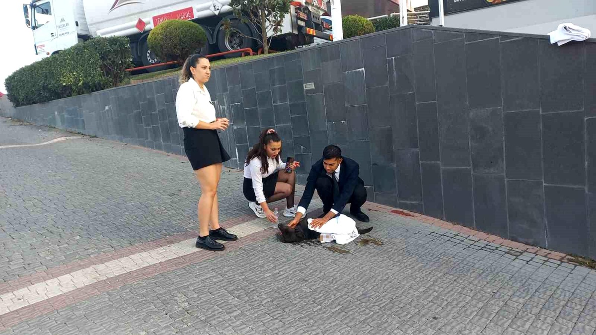 Edirne\'de kaza sonucu yaralanan köpeğe otel çalışanları yardım etti
