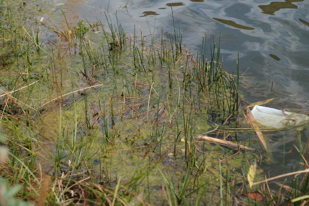 Balpınar Gölü\'nde Balık Bırakmanın Kirliliğe Yol Açtığı İddia Edildi