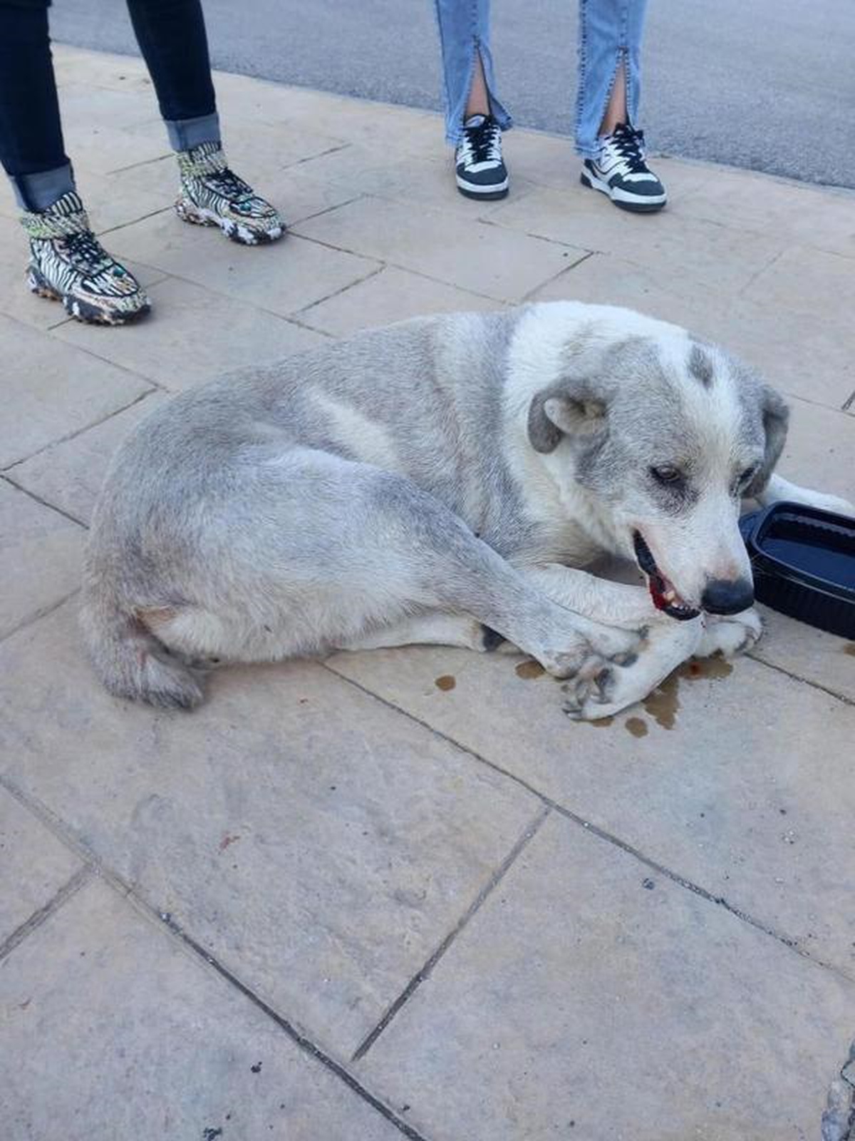 Alışveriş Merkezinde Sokak Köpeğine Çarpma Olayı