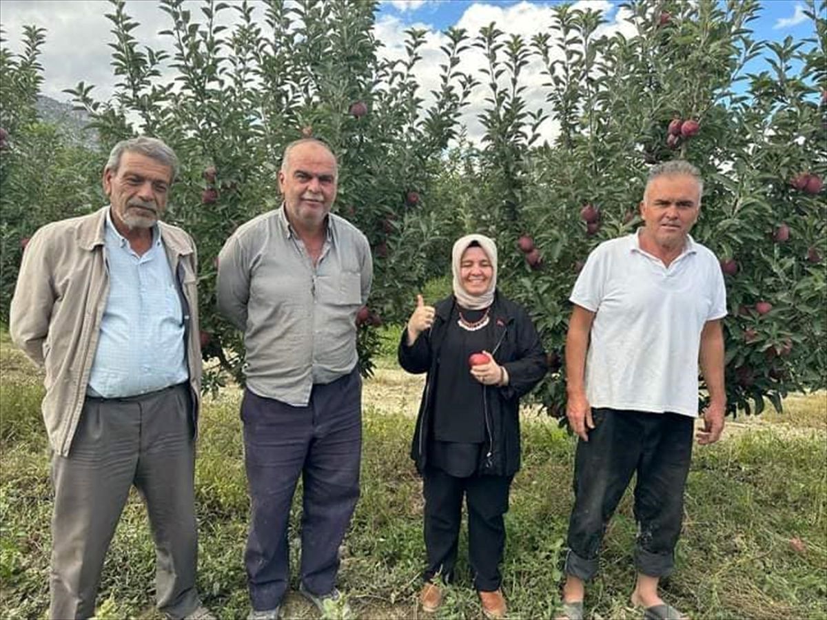 Elmalı ilçesinde elma hasadı başladı