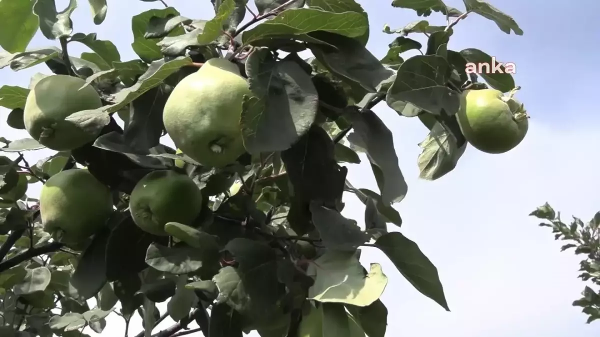 Kars\'ta Meyve ve Bostan Üretimi Yapan Çiftçi Pazar Sorunu Yaşıyor