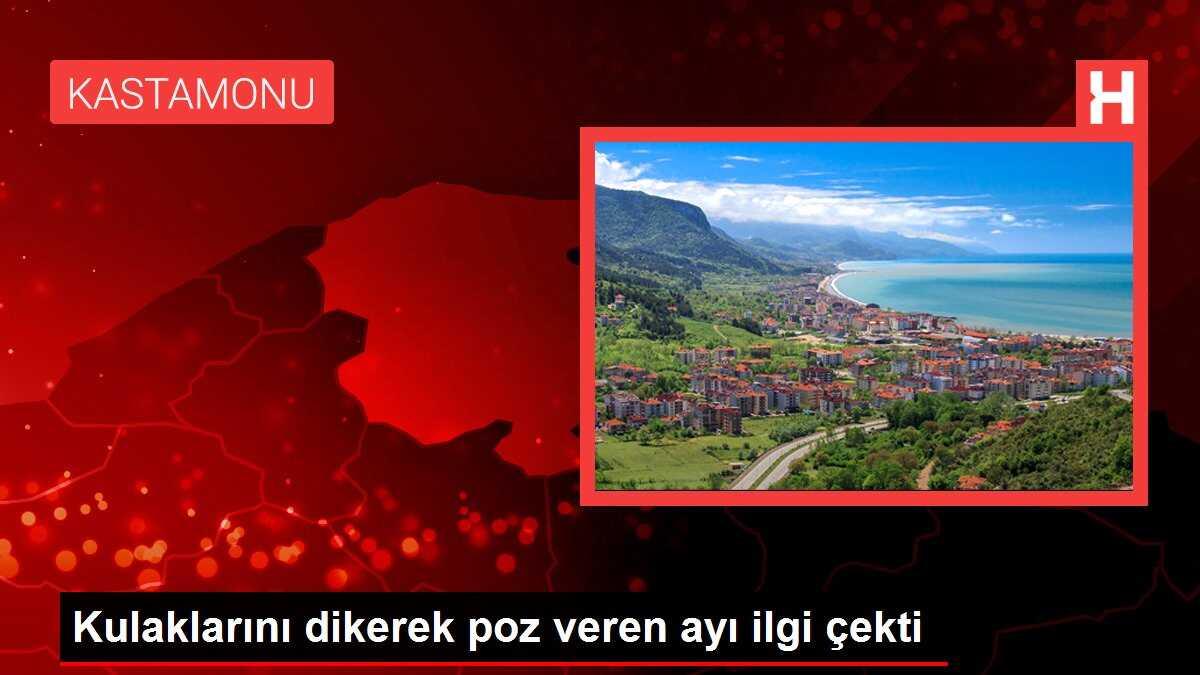 Kulaklarını dikerek poz veren ayı ilgi çekti
