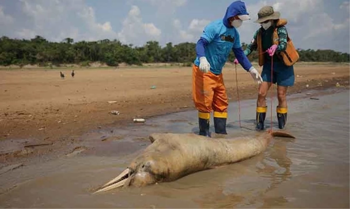 Şiddetli kuraklığın yaşandığı Amazon\'da 100\'den fazla ölü yunus kıyıya vurdu