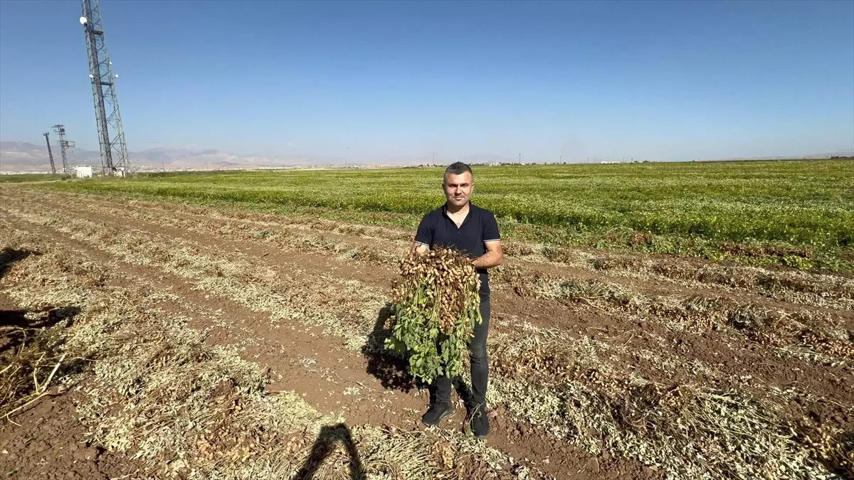 Silopi\'de Yer Fıstığı Hasadı Başladı