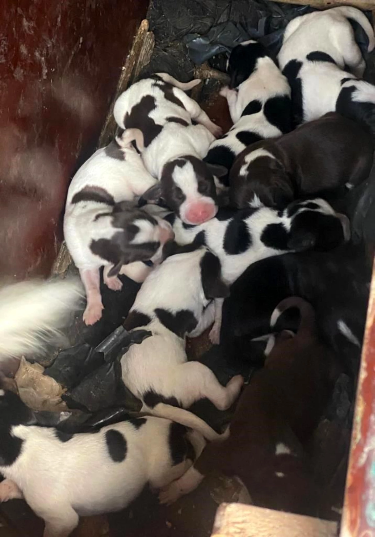 Sinop\'ta sokak köpeği 11 yavru doğurdu