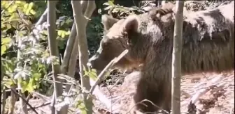 Tel örgüye sıkışan bozayı kurtarıldı