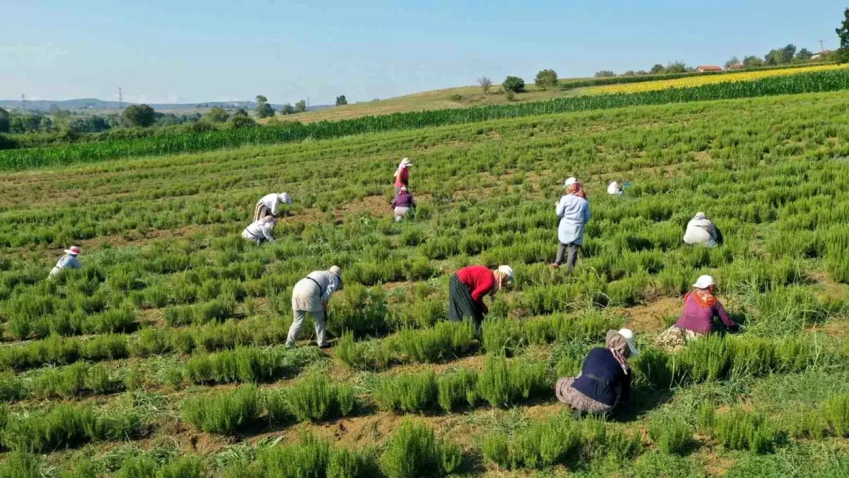 Kocaeli\'de Tıbbi Aromatik Bitki Hasadı Başladı