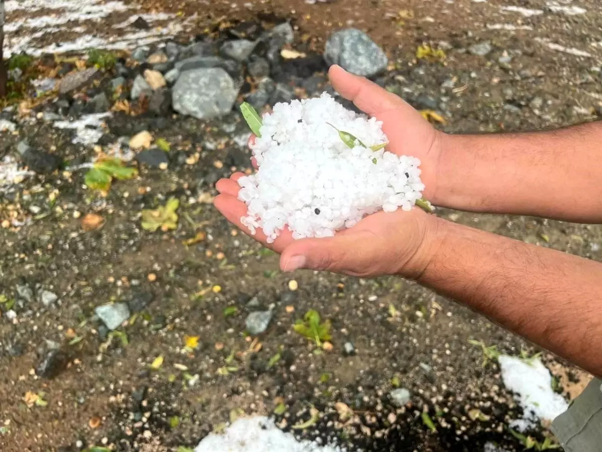 Kilis\'te Şiddetli Yağmur ve Dolu Zeytin Ağaçlarına Zarar Verdi