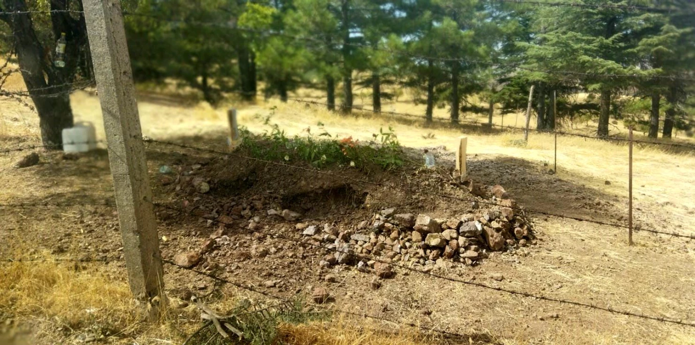 Elazığ\'da aç kalan domuzlar mezarları tahrip etti