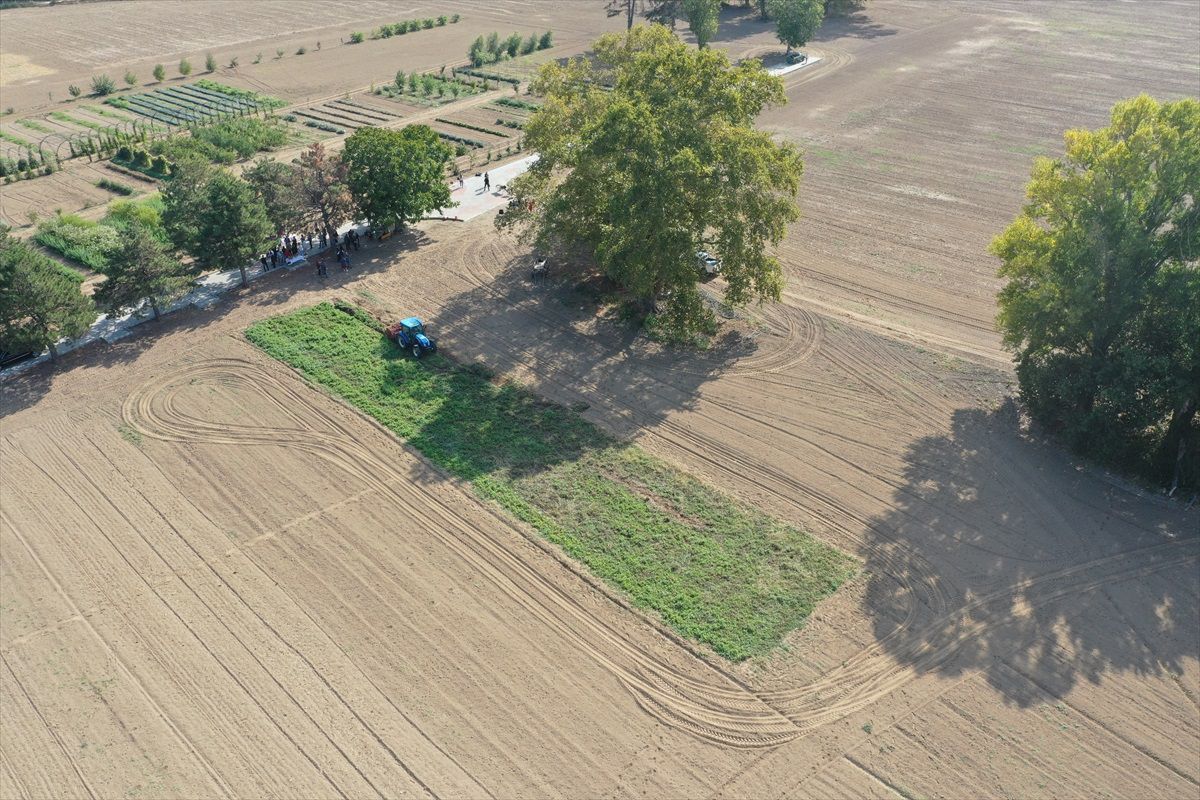 Edirne Kırmızısı Üretimi İçin Hasat Yapıldı