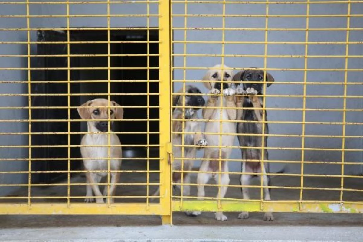 Eskişehir Mahkemesi, Odunpazarı Belediyesi Geçici Hayvan Bakımevi\'nin Kapatılmasını Durdurdu
