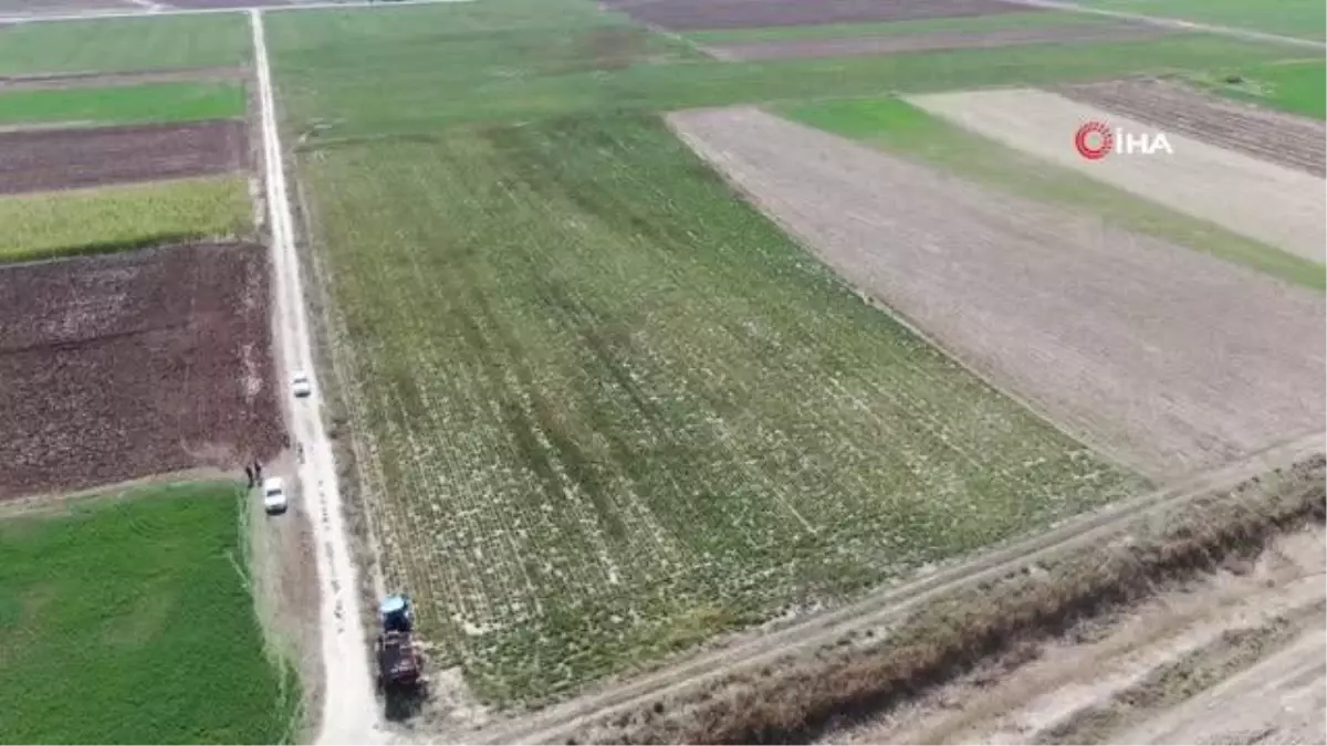 Dolu Şeker Pancarı Üreticisini Binlerce Lira Zarara Uğrattı