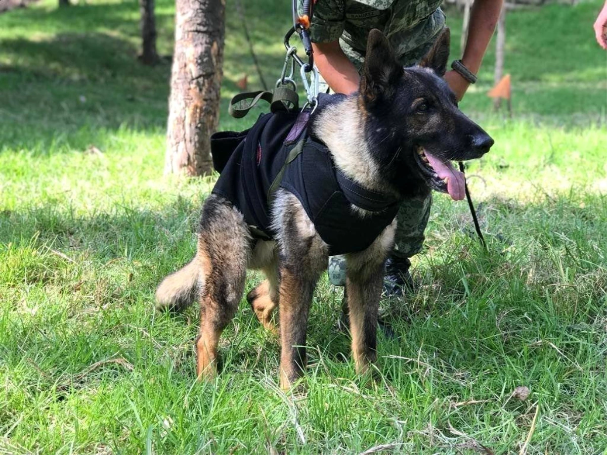 Depremde hayatını kaybeden köpeğin ismi parka verildi