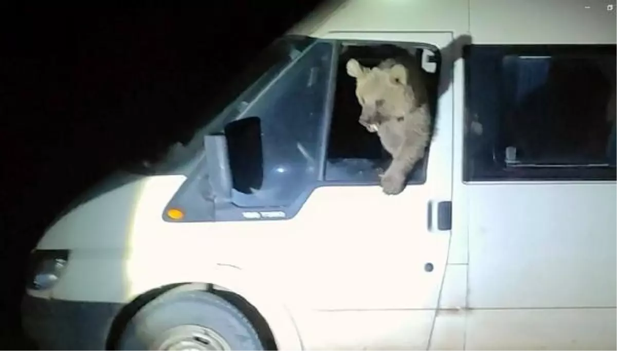 Nemrut Krater Gölü'ndeki Ayılar Minibüsün İçine Girdi