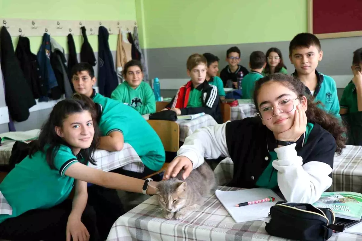 Samsun\'da Kedi Okulda Derslere Giriyor