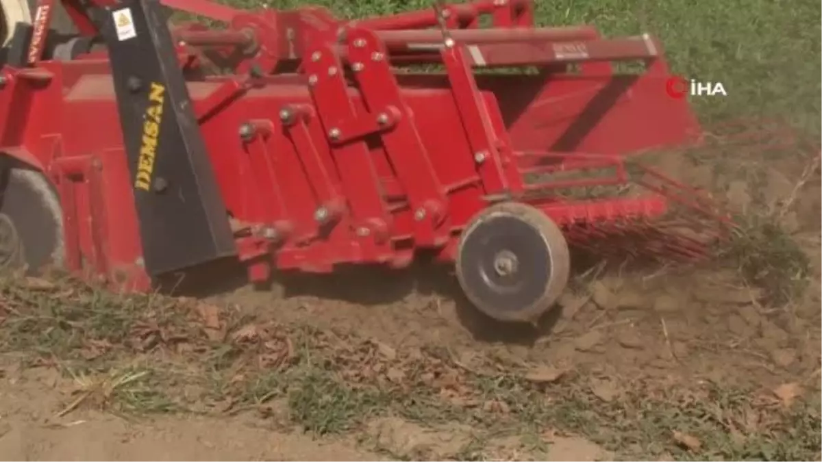 Osmanlı İmparatorluğu\'nun \'Edirne Kırmızısı\' hasat edildi