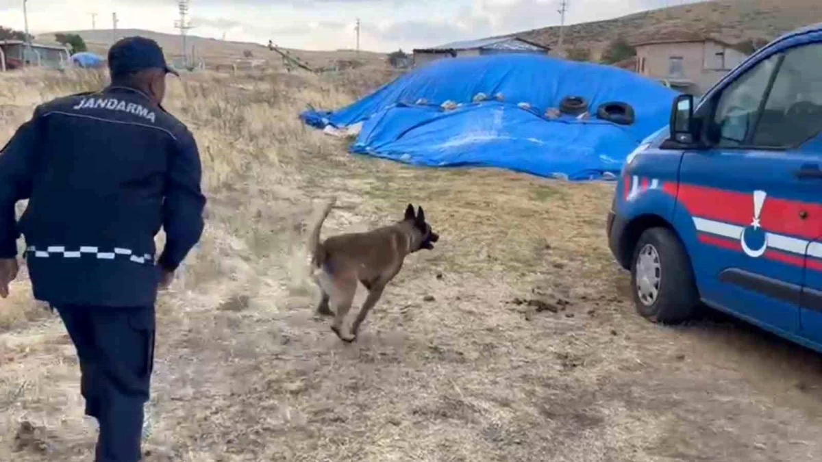 Kırıkkale\'de Narkotik Köpeği Cesur, Saman Yığınında Uyuşturucu Maddesi Buldu