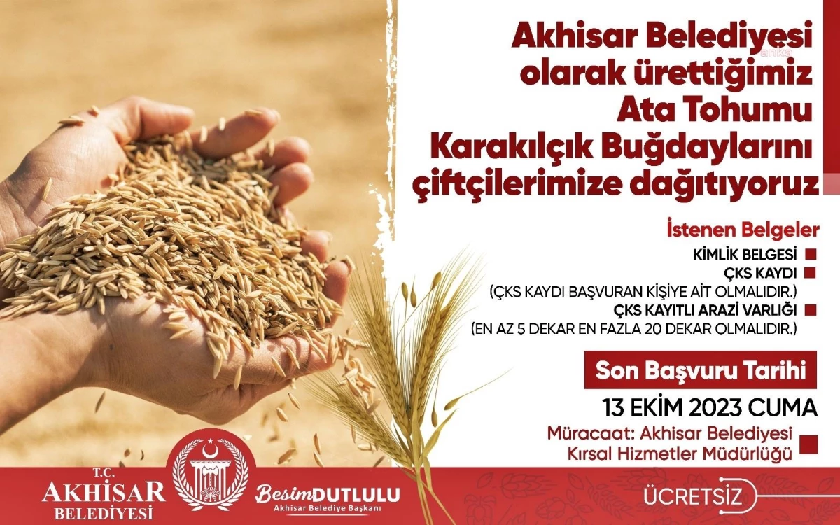 Akhisar Belediyesi, Genetiği Değiştirilmemiş Karakılçık Buğdayını Çiftçilere Ücretsiz Dağıtıyor