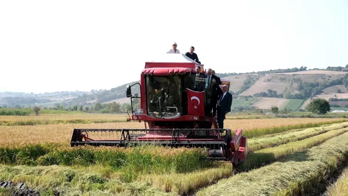 Samsun\'da 9. Çeltik Hasat Şenliği düzenlendi