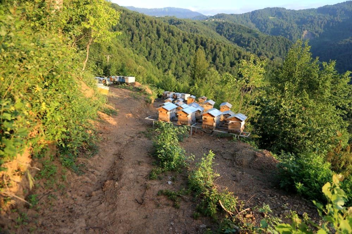 Tarım ve Orman Bakanlığı, 752 Bal Ormanı Kurdu