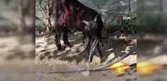 Çeşmeyi açıp musluktan su içen keçi ilgi odağı oldu