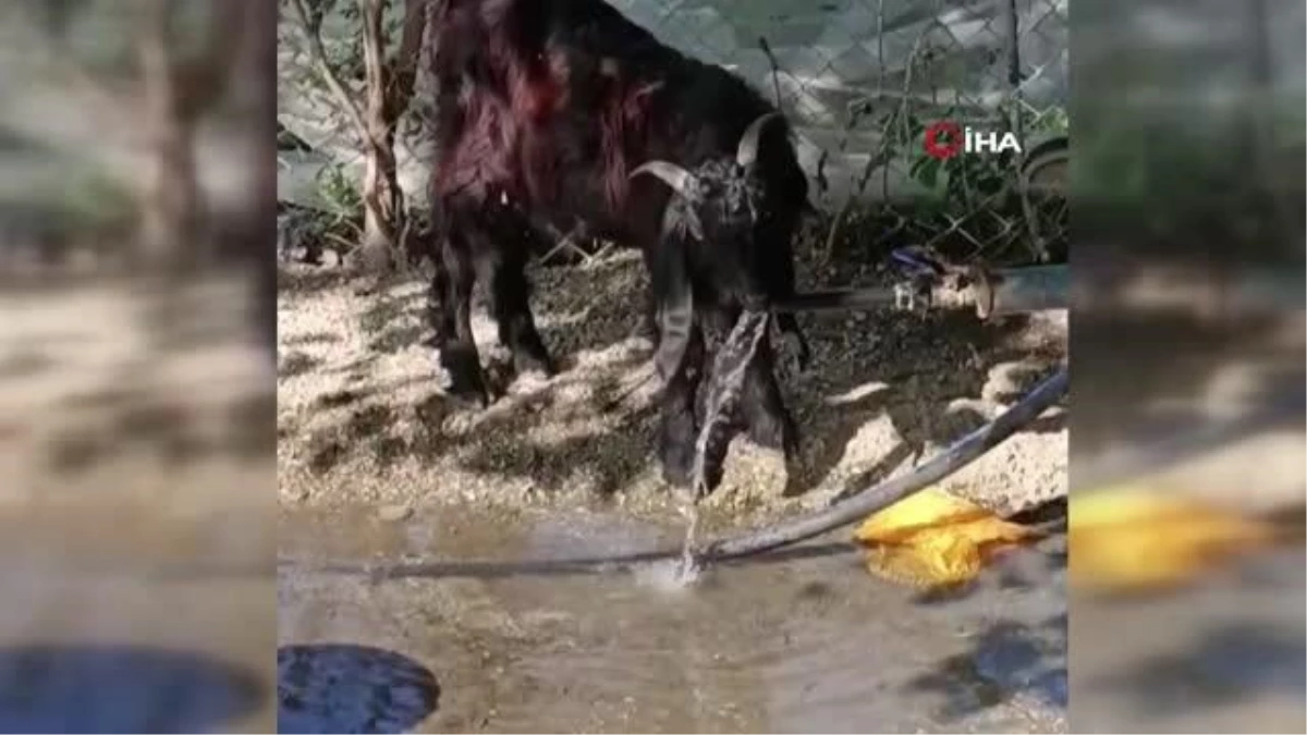 Çeşmeyi açıp musluktan su içen keçi ilgi odağı oldu