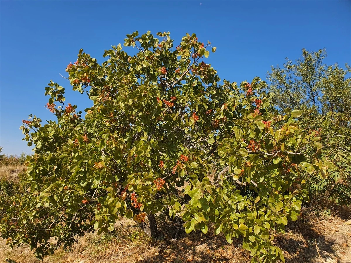 Demirci\'de Menengiç Ağaçlarından Elde Edilen Antep Fıstığı Üretimi Artıyor