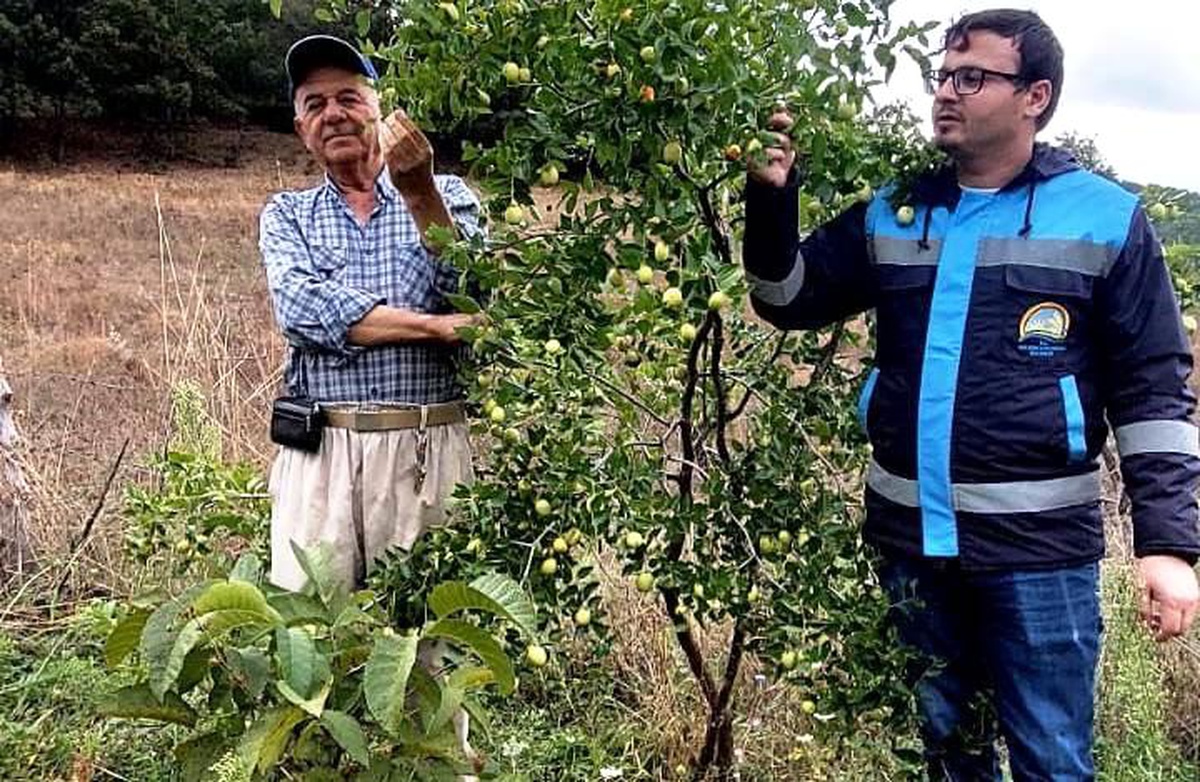 Hisarcık İlçe Tarım ve Orman Müdürlüğü Güldüren köyünde bahçe kontrolü yaptı