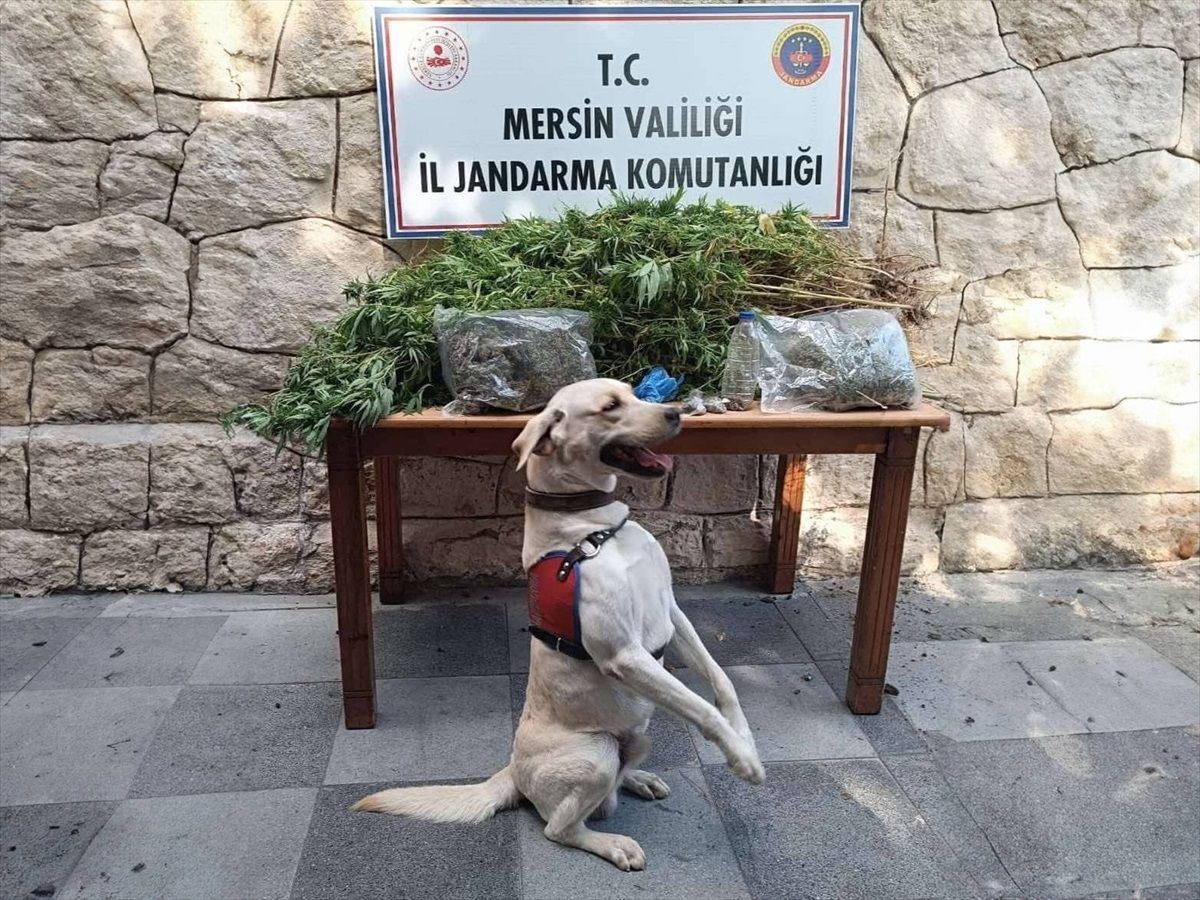Mersin\'de 3 Kilo Esrar ve 358 Kök Hint Keneviri Ele Geçirildi