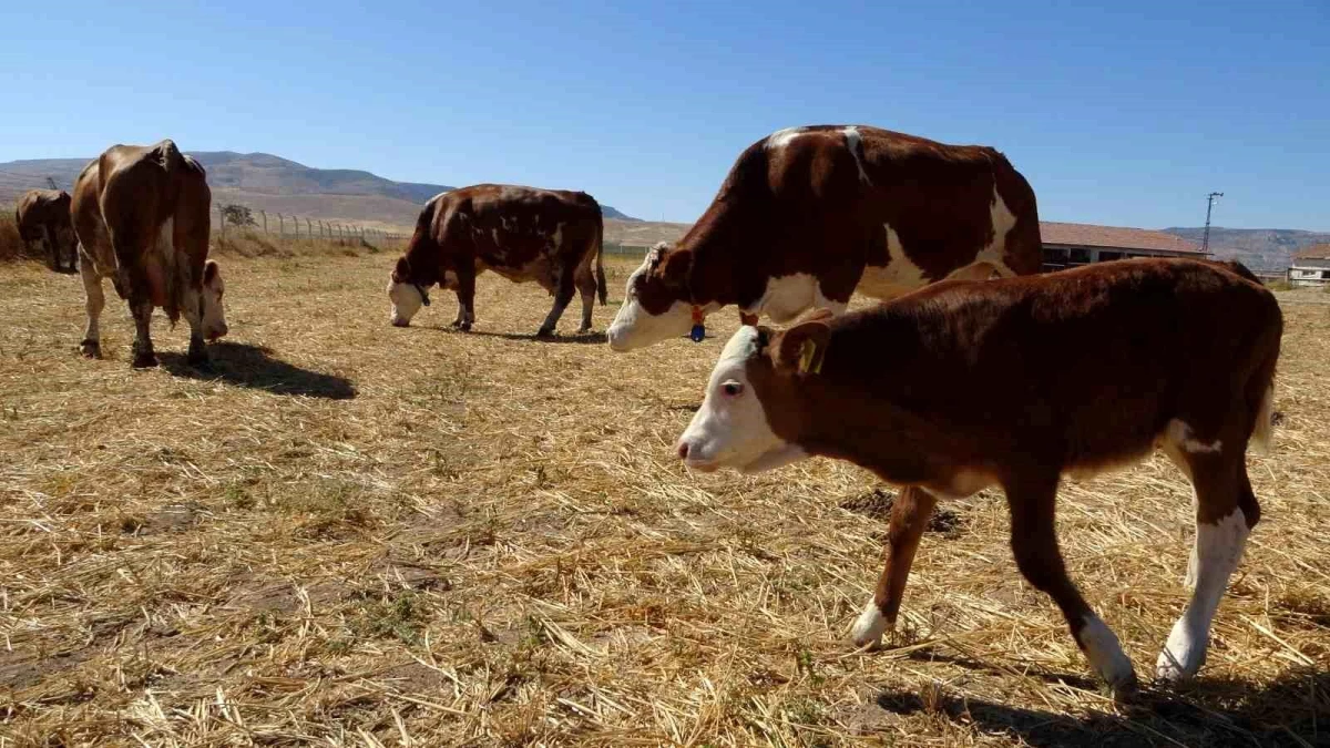 Malatya\'da Sultansuyu Tarım İşletmesi Süt Sığırcılığı Üretimini Arttırıyor