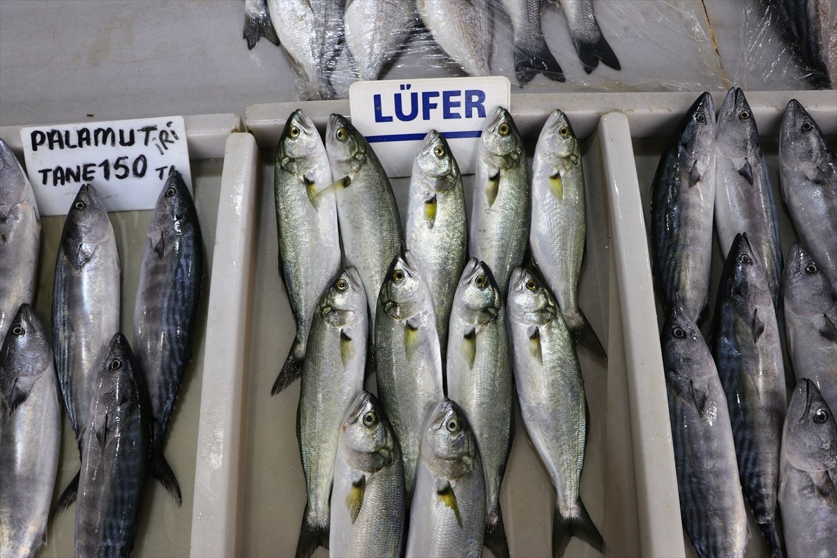 Tekirdağ\'da Lüfer Balığı Ağlara Takılmaya Başladı