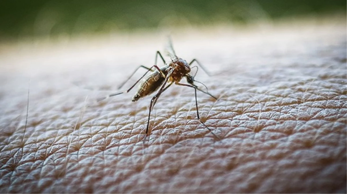 Yunanistan\'da Batı Nil Virüsü nedeniyle 19 kişi hayatını kaybetti