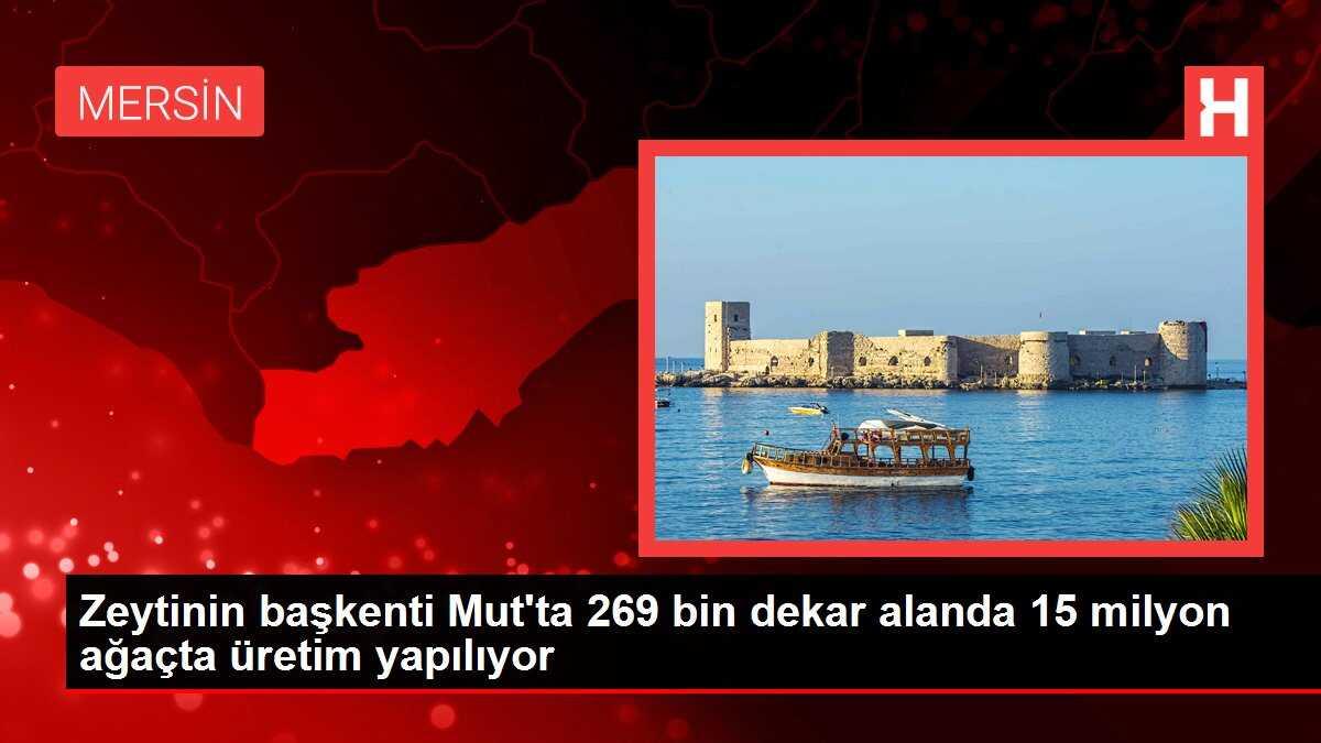 Zeytinin başkenti Mut'ta 269 bin dekar alanda 15 milyon ağaçta üretim yapılıyor