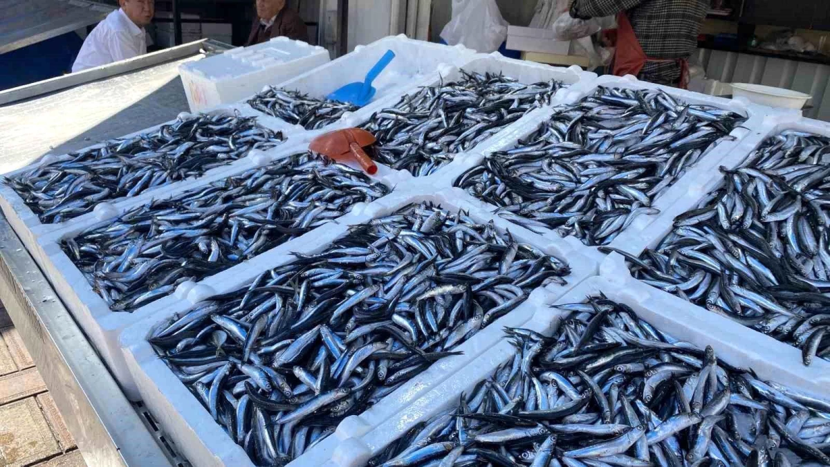 Zonguldak\'ta Balık Fiyatları Yükseldi, Vatandaşlar Tezgahlara İlgisiz Kaldı