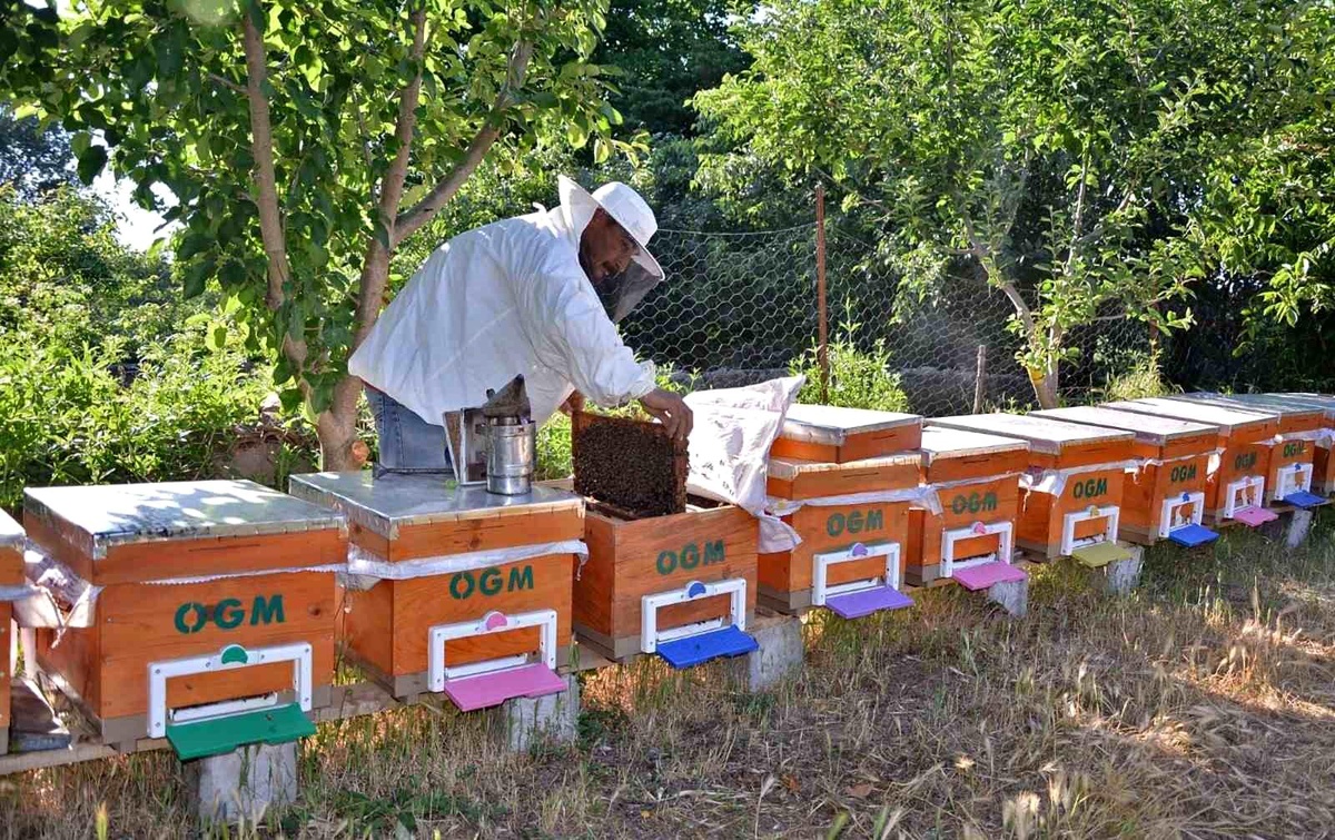Balıkesir Arıcılıkta İyi Bir Konumda