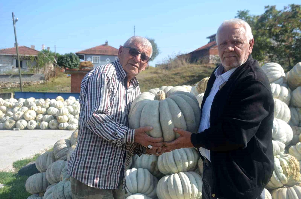 Bilecik\'te Kestane Kabağı Hasadı Başladı