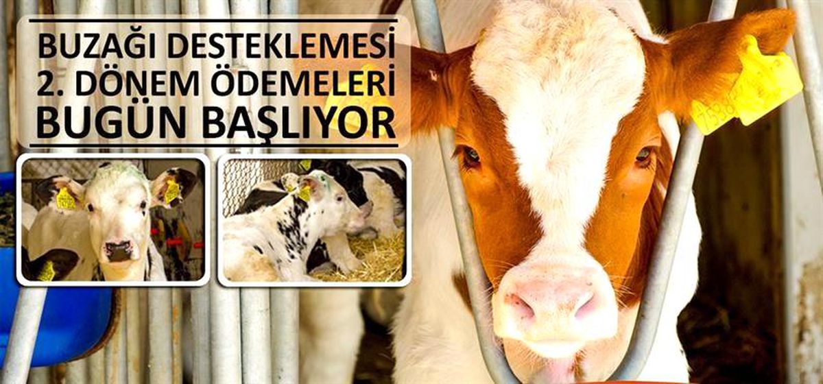 2022 Yılı Buzağı Desteklemesi Ödemeleri Başlıyor