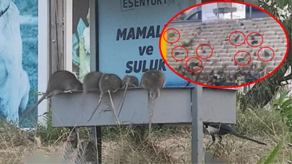Koca koca farelerin bastığı ilçeyle ilgili belediyeden açıklama var 