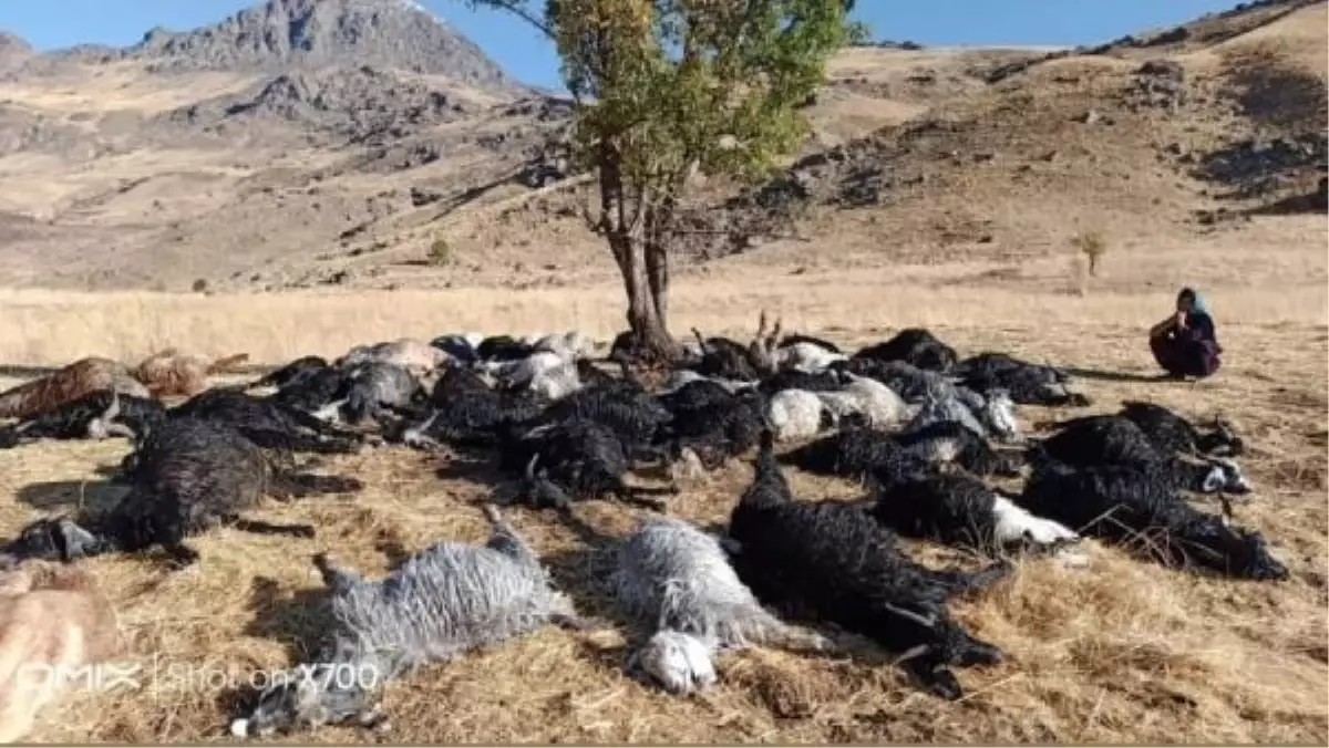 HAKKARİ\'de Yıldırım Düşmesi Sonucu 62 Küçükbaş Öldü