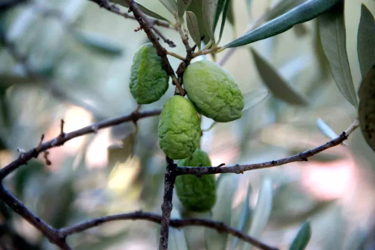 Kuraklık Zeytinliklerde Ürün ve Kalite Kaybına Yol Açıyor