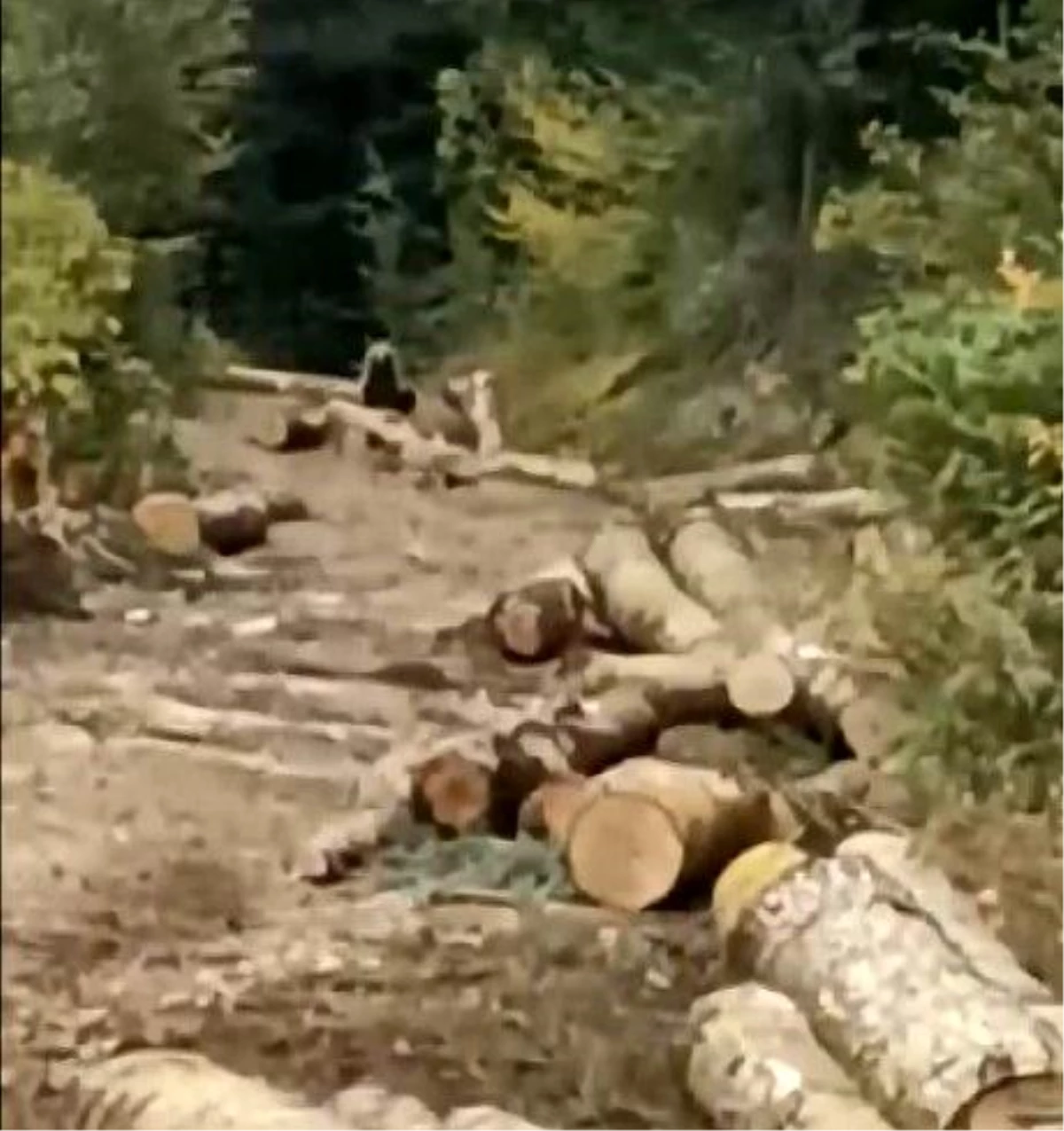 Kastamonu\'da Orman İşçilerini Korkutan Ayı