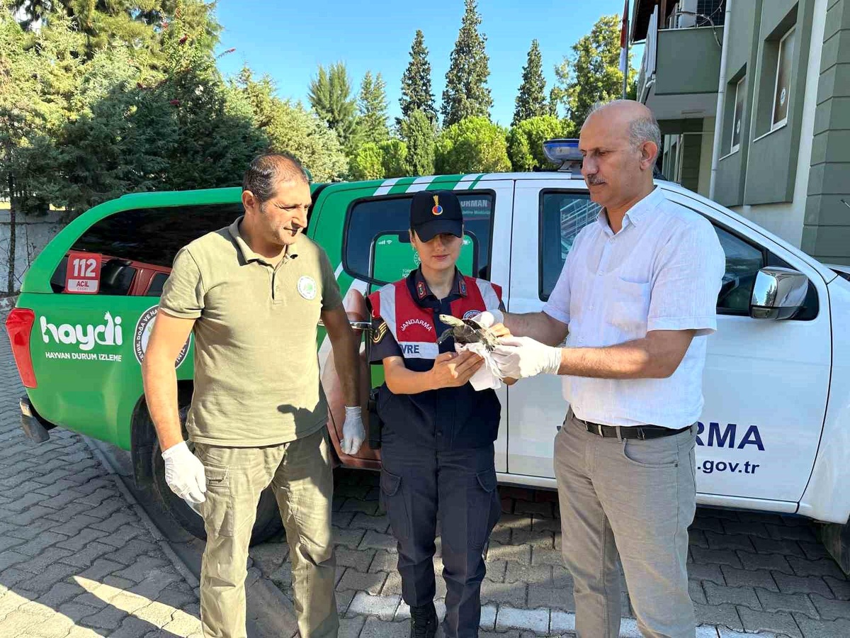 Aydın\'da Yaralı Su Kaplumbağası Kurtarıldı