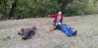 Artvin'de ayı saldırısına uğrayan yaşlı adam komşuları tarafından kurtarıldı