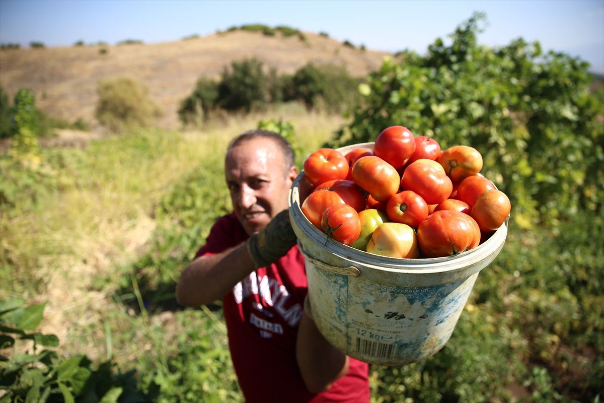 Bingöl\'de Ata Tohumlarıyla Canlanan Guldar Domatesinin Üretim Alanı Artırılacak