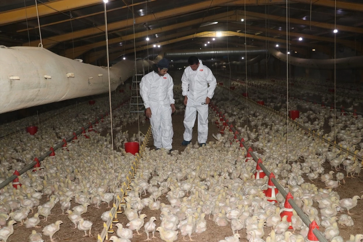 Yozgat\'ta TKDK desteğiyle kurulan çiftlikte üretilen tavuklar devlet kurumlarına satılıyor