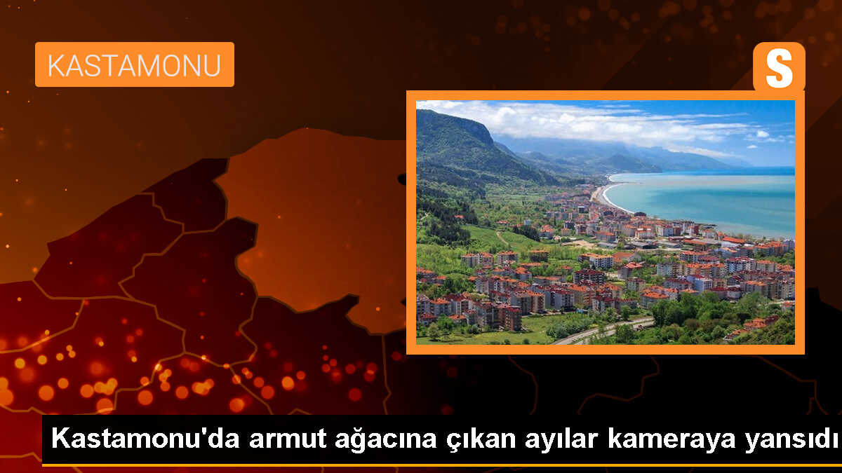 Köyde armut ağacına çıkan ayılar güvenlik kamerasına yakalandı